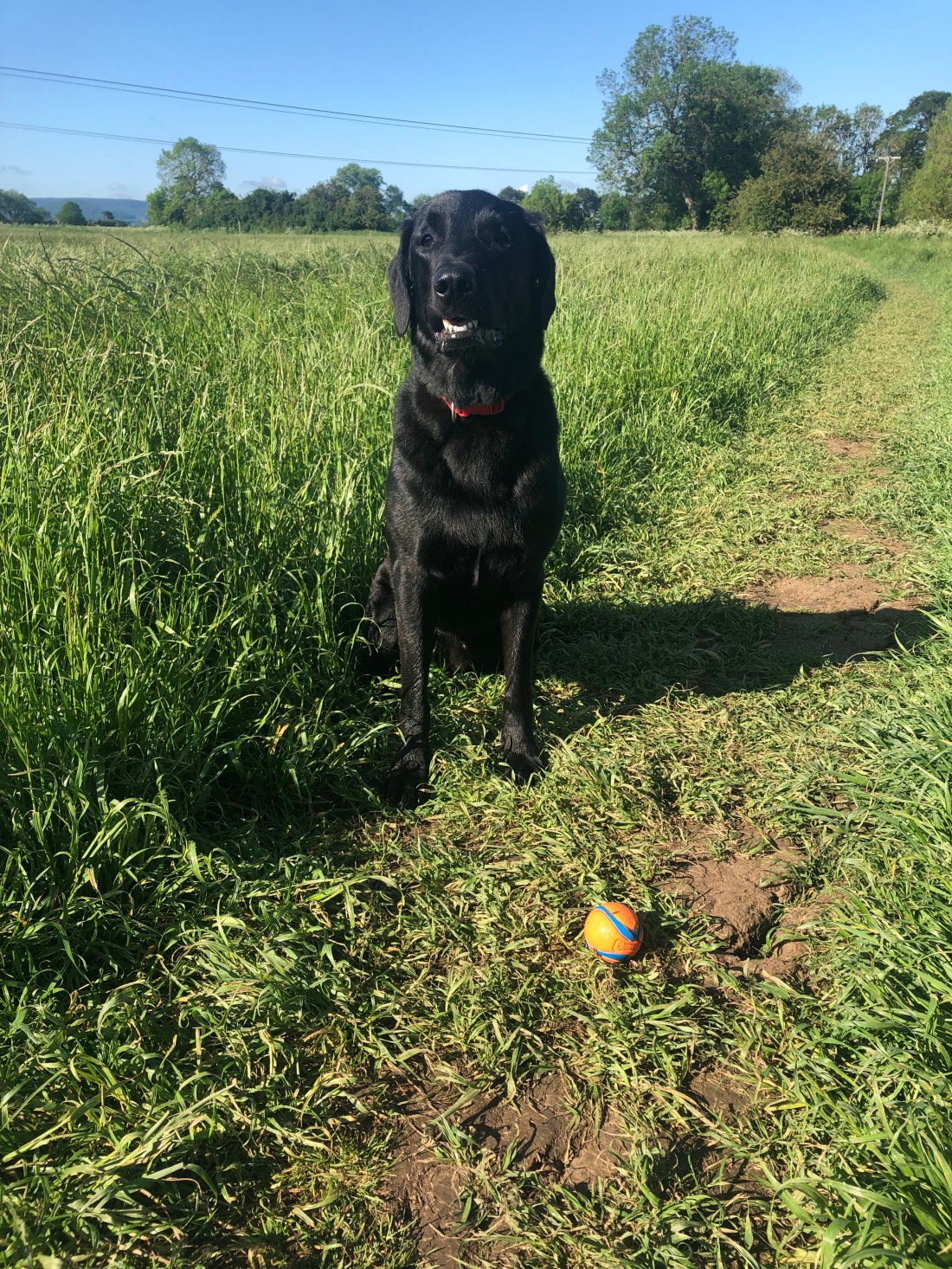 Please throw the ball
